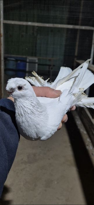 Белый голуб самес