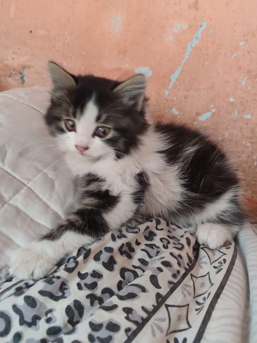 Отдам котят бесплатно