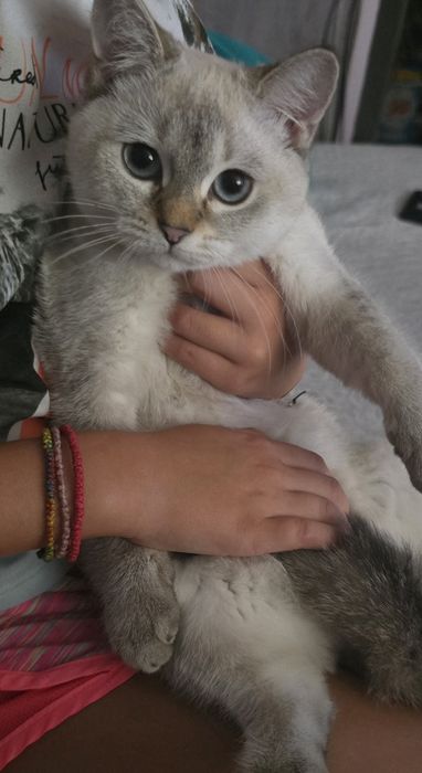 Британско котенце колор пойнт