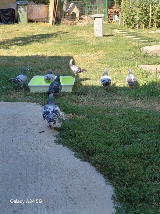 Porumbei de vânzare