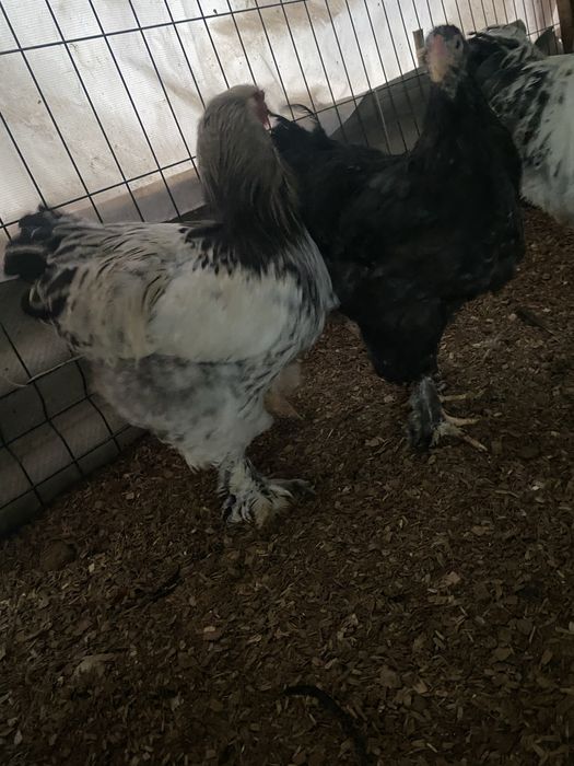 Sotiladi brama Horoz va tovuqlari