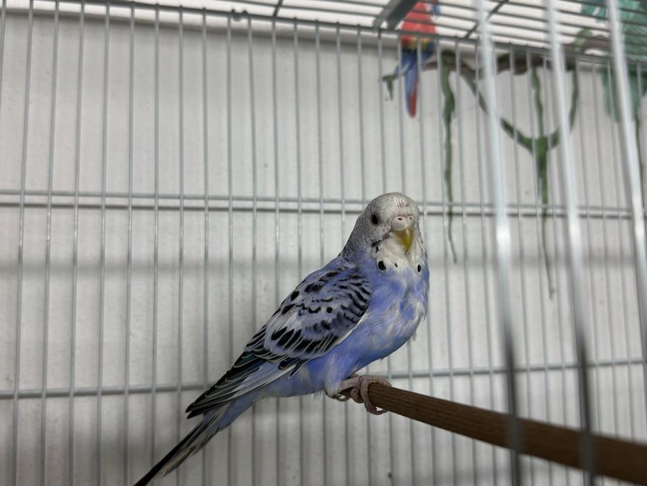 Femelă Peruș     .