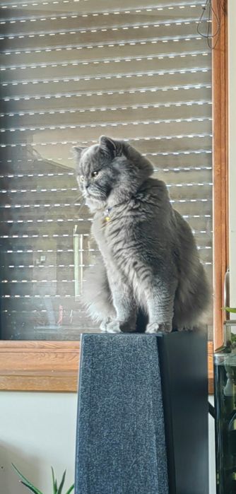 Британско дългокосместо коте