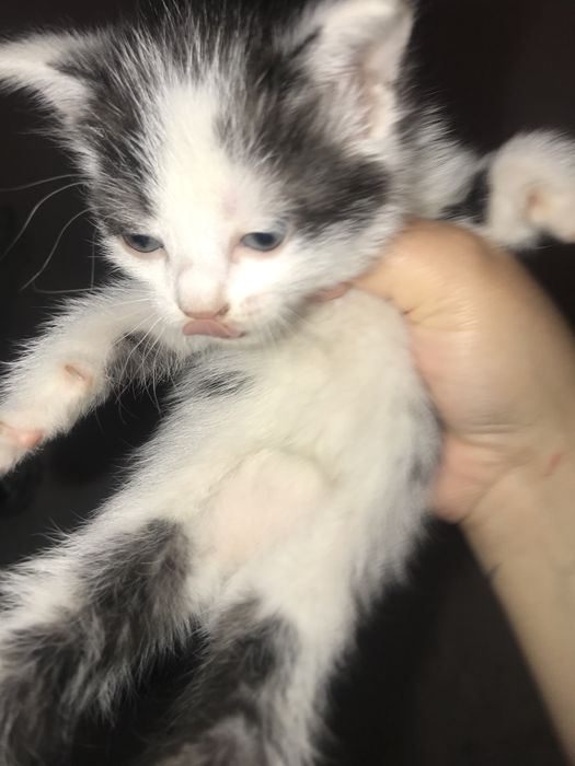 Отдам котят бесп