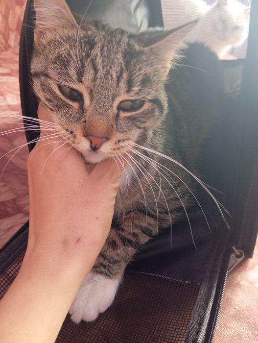 Кот живет возле магазина