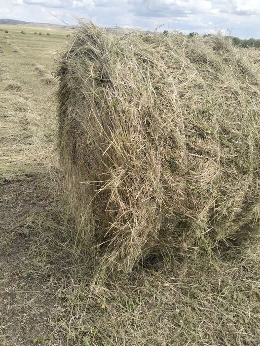 Продаётся сено житняк, луговое