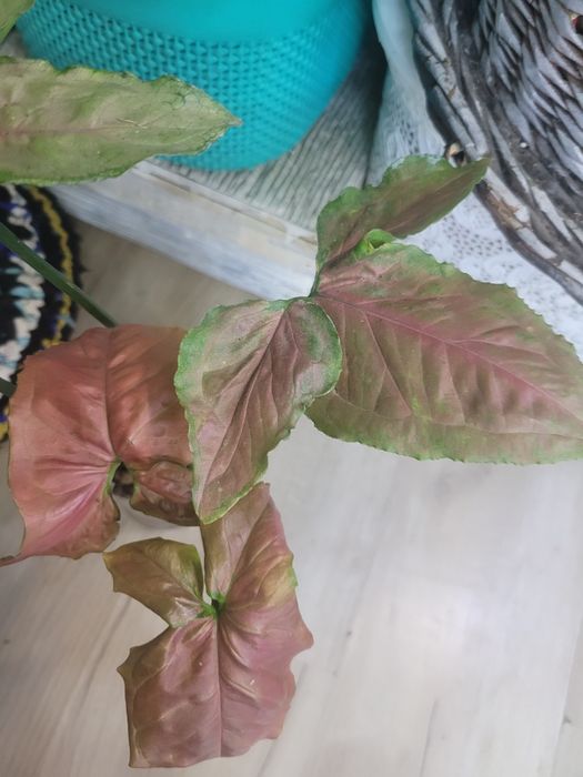 Сингониум проддам