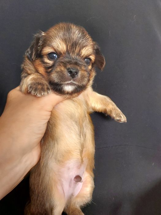 Продаю щенков чихуахуа