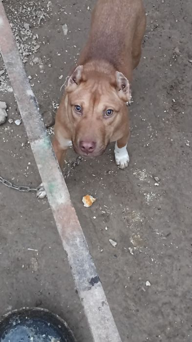 Продается собака