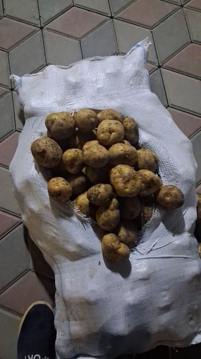 СРОЧНО продам картошку
