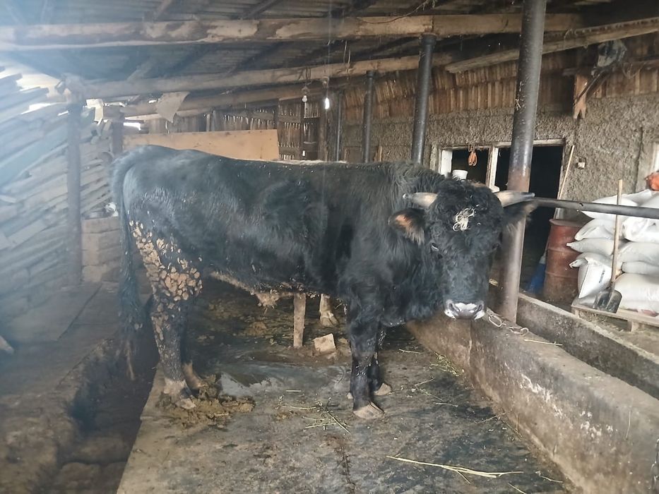 Продам быка возраст 2 года!