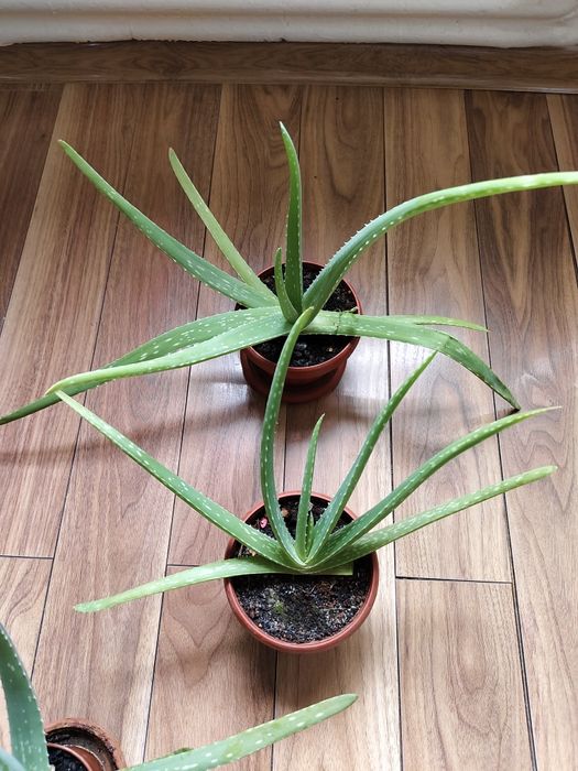 Комнатные цветы алоэ