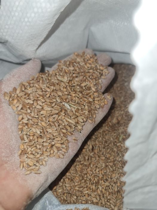 Пшеница цельная оптом