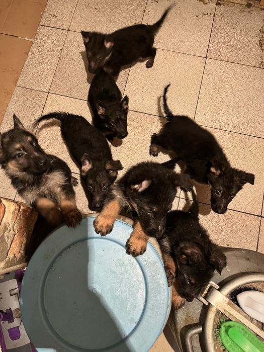 Щенки немецкой овчарки