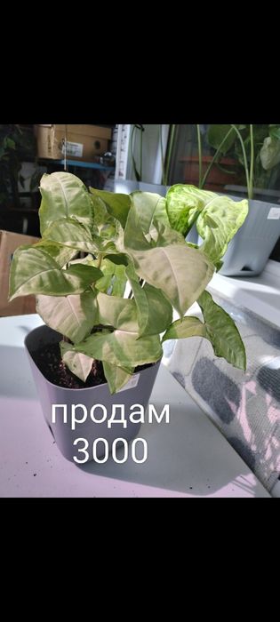 Продам комнатные цветы