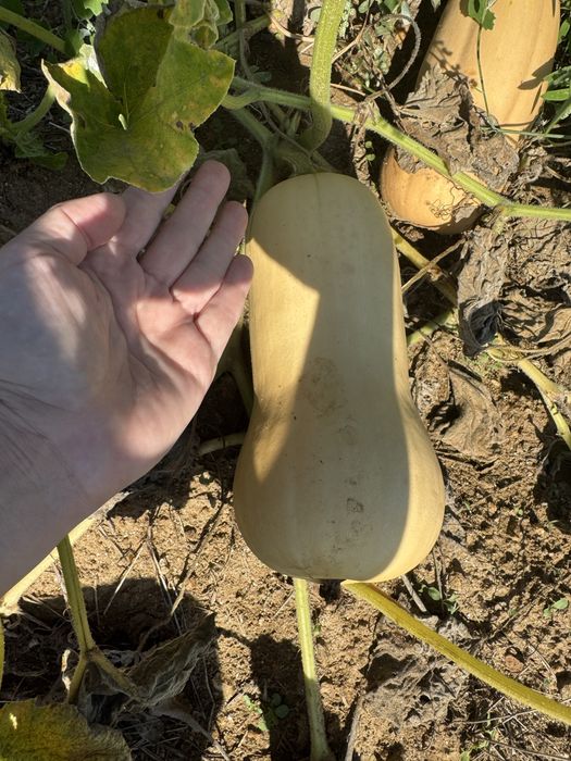 Продавам  тикви