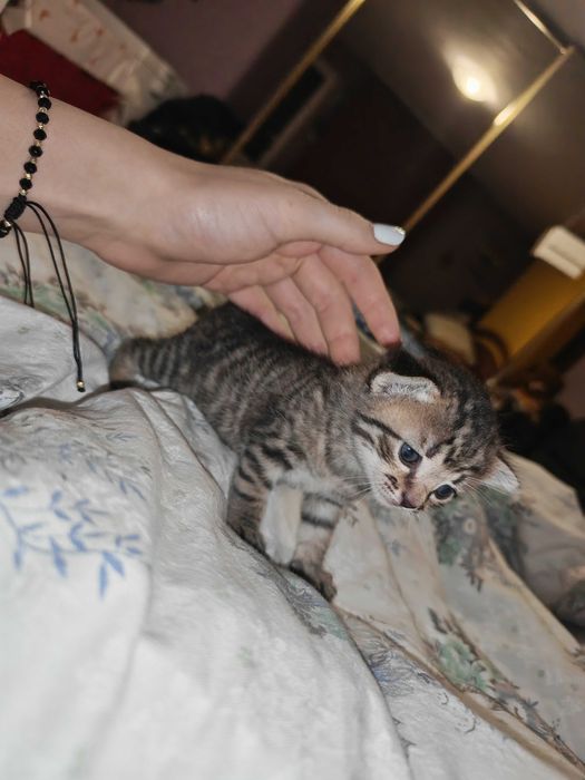 Căutăm căsuțe iubitoare pentru 3 fetițe adorabile!