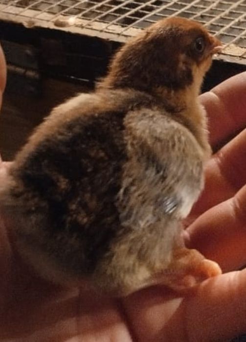 Балапандар.Цыплята.