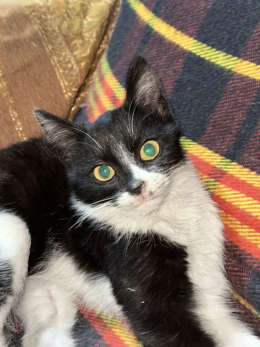 Котенок в добрые руки