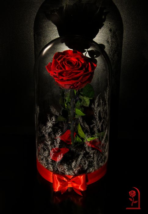 Жива Вечна Роза в ГОЛЯМА Стъкленица / Подарък за Рожден Ден на Жена