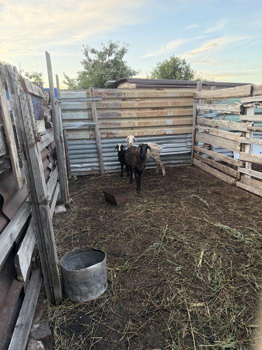 Продам баранов ,овец