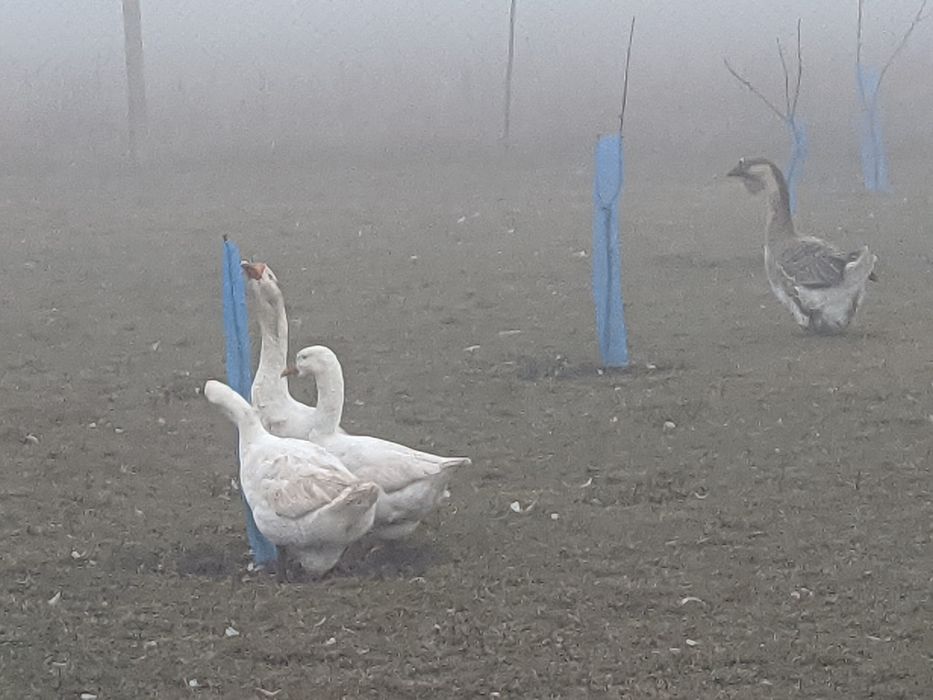 Продавам Гъски и Юрдечки