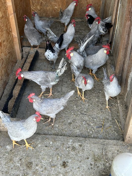 Vând famile gaini leghorn lavandă