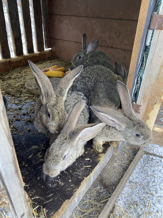 Vand  iepuri din rasa urias belgian cu varsta de doua luni
