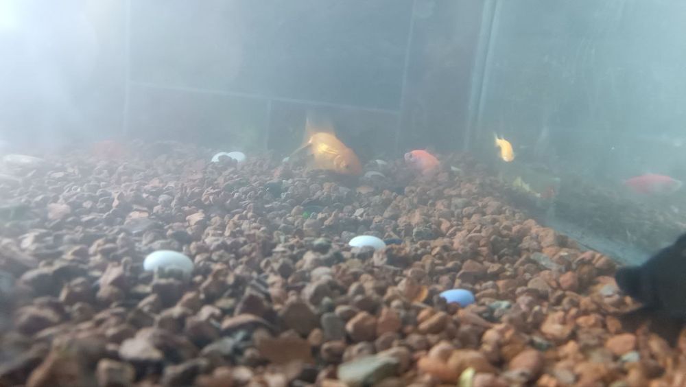 Akvarium baliqlar uchun