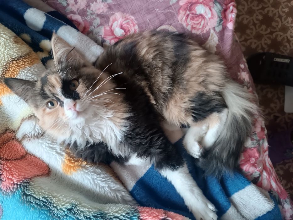 Сибирская кошка !