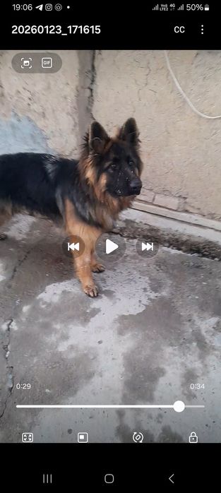 Немецкая овчарка