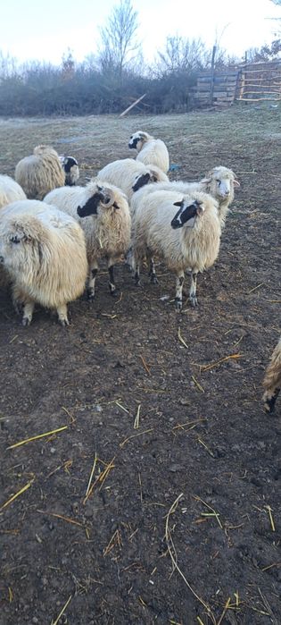Oi de vanzare oile sunt si fatate din ele
