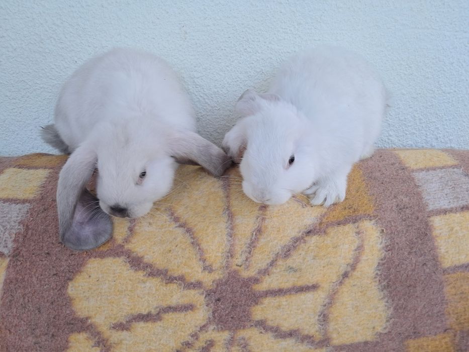 De vânzare berbec german de 2 luni, 2 femele și 3 masculi, caută casă nouă, relații la 0761335094