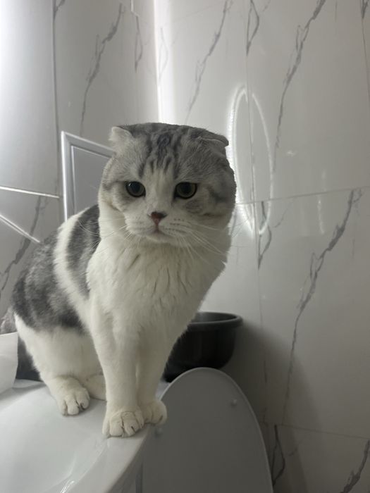 шатланская кошка