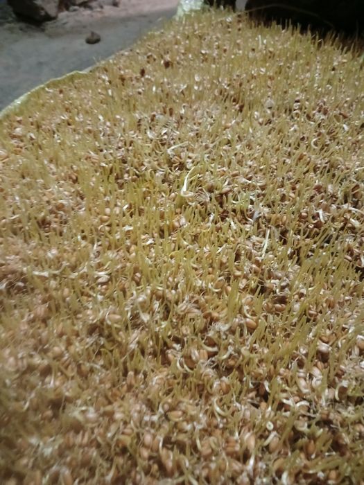 Sumalak va undirilgan bugʻdoy sotamiz...