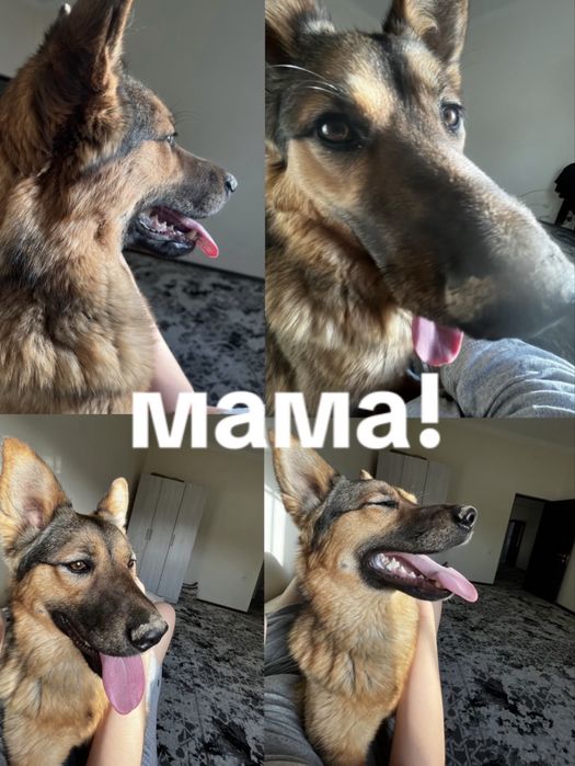 щенки немецкой овчарки, документы имеються