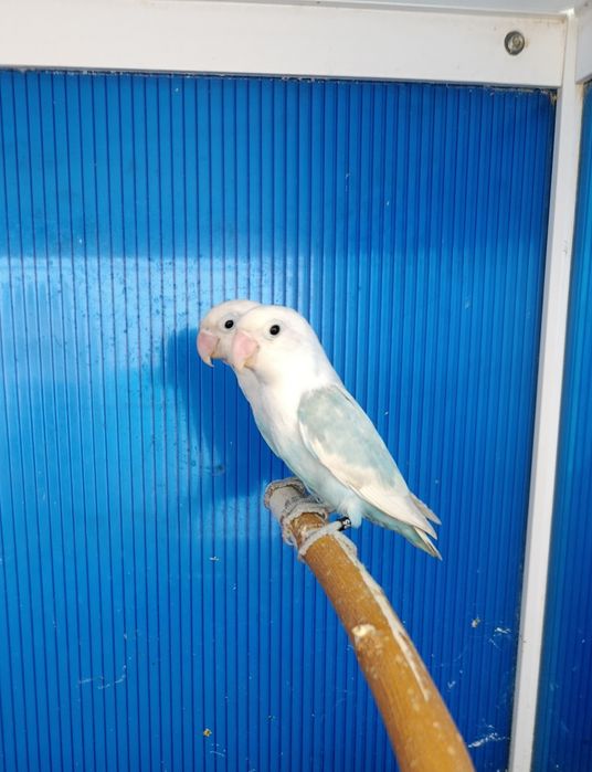 Неразделни папагали