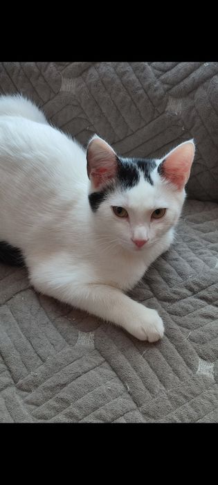 Котята подростки в добрую семью