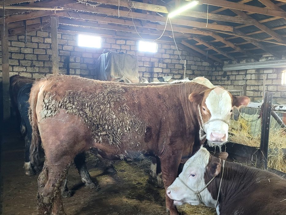 Семіз Откорм бұқалар