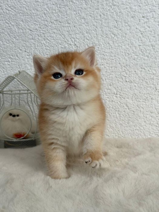 British shorthair baietel superb,certificat pedigree