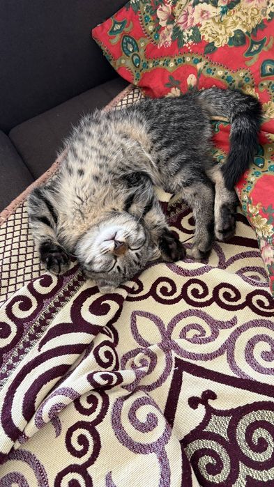 Котёнок 2 месяца