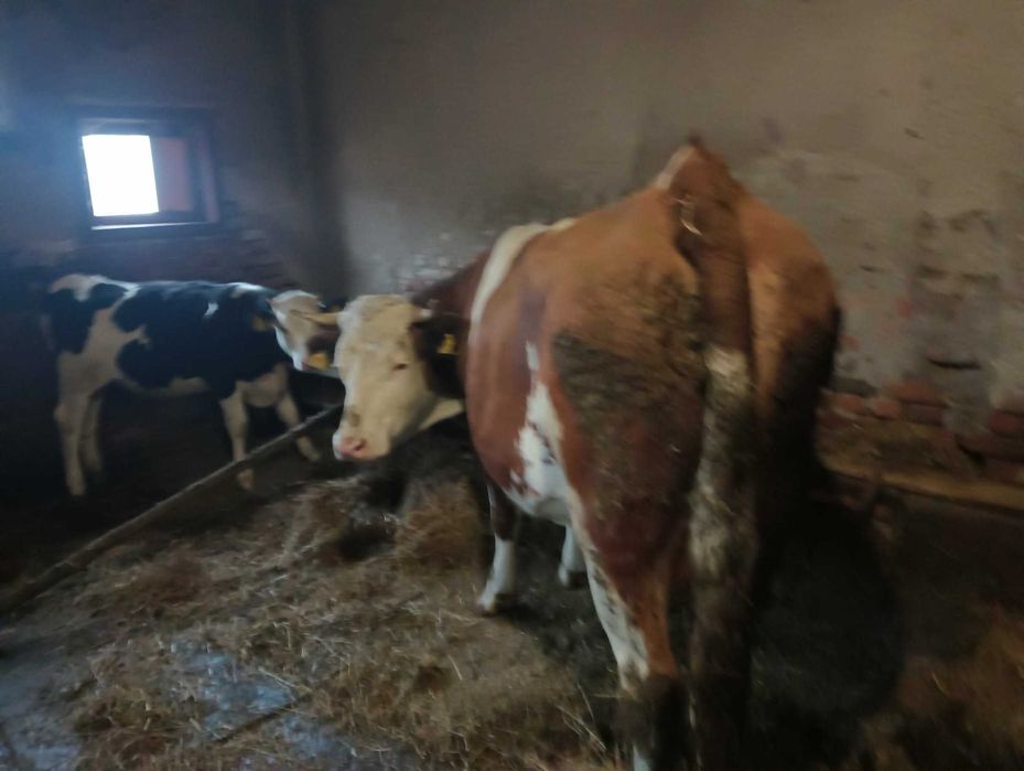 Vaca de vanzare 3 ani