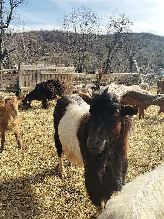 Țap alpin metis! Vârsta 3 ani