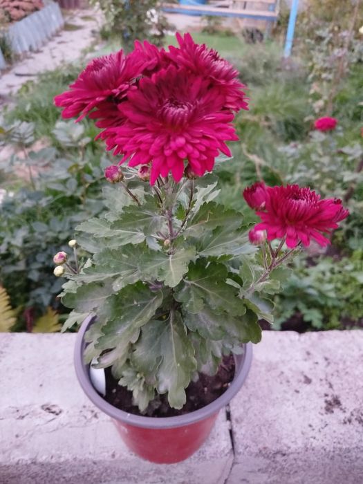 Цветы, разные сорта