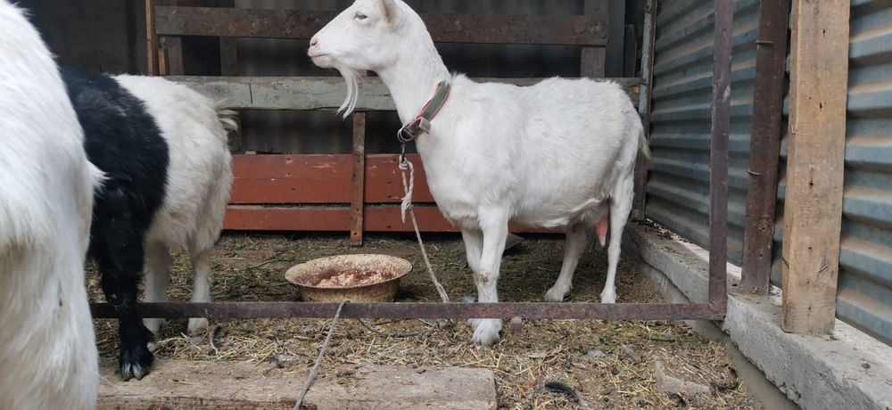 Продам козу и козла