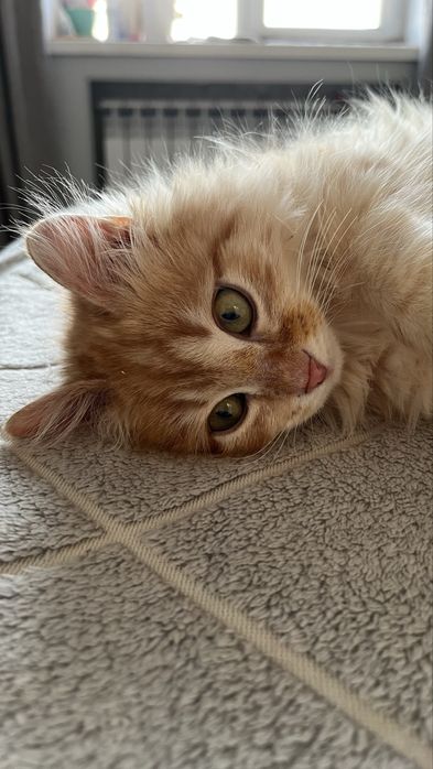 Отдам котенка мальчик 2,5 месяца