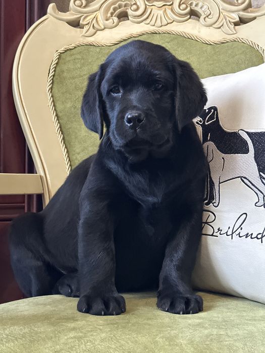 Щенки лабрадора,питомник, документы