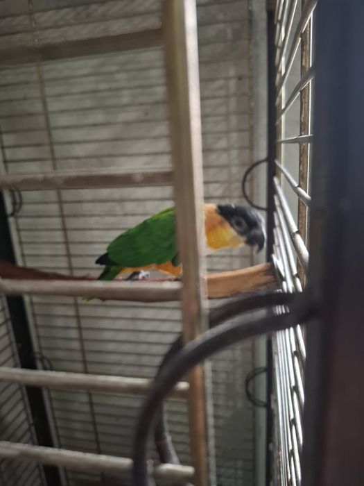 Femelă Caique...