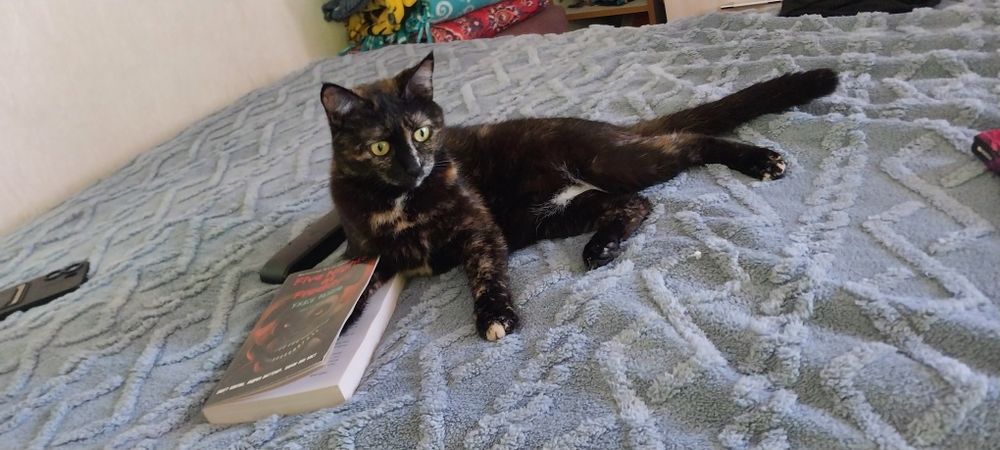 Кошка ищет добрые руки