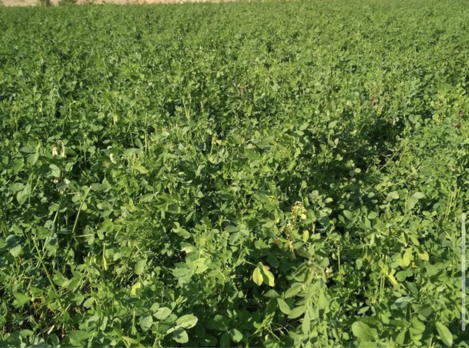 Жонышка 15 бау